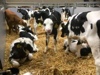 Agrivaknet organiseert bijeenkomst over veehandel en kalvertransport
