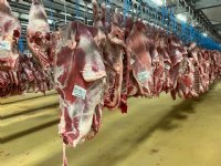 Europese markt kalfsvlees blijft ruim voorzien