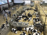 Reactie kalversector: ‘Langdurig geen melk keuren we af’