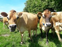 GD onderzoekt mogelijke nieuwe virusziekte bij runderen