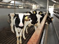 Rechter stelt ‘pas op de plaats’ voor bij Brabantse stallendeadline