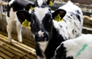 1%2C5+miljard+beschikbaar+voor+opkoop+boeren