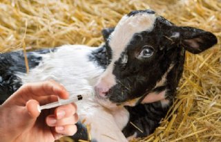 Vaccinatie+ondersteunt+kwetsbare+longen