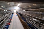Complete Stalinrichting Kalverhouderij 1200 Kalver